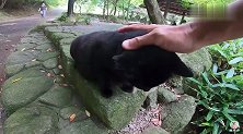 公园里遇到一只黑猫，外表凶凶的，内心却渴望被人抚摸