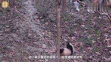 爱撒泼打滚的熊猫宝宝，遇上佛系奶爸，被最后的反应逗乐了