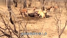 血海深仇！雄狮杀入鬣狗老窝，疯狂屠戮小鬣狗