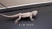 把猫咪放在跑步机上，会有什么奇妙化学反应请憋住不要笑