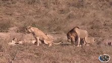 3头雄狮精力无处发泄—母狮都已生育幼崽，又到了入侵新狮群时刻