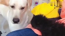 拉布拉和泰迪吵架，画面太逗了