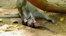 猴妈是在吃“树叶”吗？真是搞不懂它，猴宝宝快被它的屁股压死了