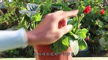 给绣球花嗑点瓜子，再喝点西瓜汁，长出超大花球