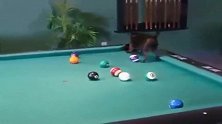 杜宾犬：球不是这么打的，我来教你台球的新玩法