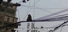 猴子爬到了高压线上，意外发生，瞬间烧成火猴，镜头记录全过程