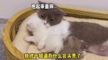 小奶猫也有秃顶的烦恼吗？小奶猫 沙雕 绿十字 猫草片 迷惑行为大赏