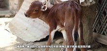 奇葩的海洋生物，一旦找到居住地就吃掉自己的脑袋，太狠了