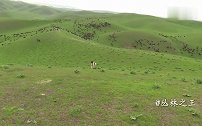 塔吉克斯坦饲养的牧羊犬看羊的真实记录，看下长多霸气