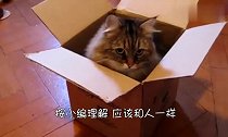 喵星人我今天要是钻不出去,我就不配是水做的!