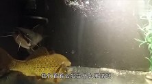为什么鱼类不能混养鲶鱼的一个举动，隔着屏幕都觉得渗人