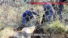 吃草竟遭“锁喉”？九寨沟景区一只羚牛头部被卡铁丝网