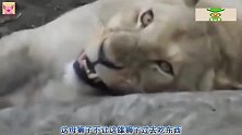 狮王瘦成皮包骨，母狮竟还不让吃肉，镜头拍下全过程