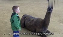 外国小朋友跟羊驼玩,还不断的挑衅它,最后一幕太搞笑了
