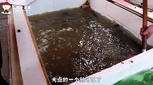 10斤美蛙2斤鱼头，德哥教你美蛙鱼头流氓做法，整几瓶啤酒过瘾