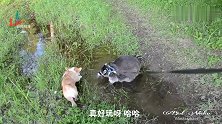小浣熊和柯基犬一起玩脏水，主人怎么拽都不行