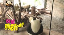 熊猫梦梦把熊孩子拽下来陪自己玩，圆滚滚的背影还能再可爱点吗？