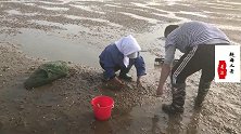 二哥帮渔民大妈来扒花蛤，一天要出300多斤，给养螃蟹的养殖户