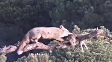 狡猾的狐狸几次上树偷乌鸦食物