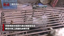 盗狗团伙作案视频曝光 3秒抓走1只狗网友直呼可恶