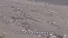 日本北海道港口现大量沙丁鱼尸体，市政府已回收1400公斤