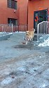 金毛看见楼下的环卫工人在铲雪，接下来我被金毛的举动给感动了！