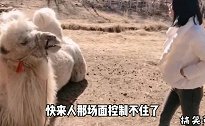 快来人呐，场面控制不住了，这姑娘跟骆驼打起来了