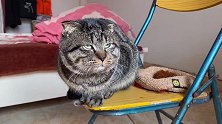 两只素不相识的猫在对视