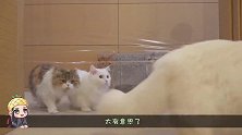 7只大猫被隐形墙拦路，会有什么反应？大猫：当然是把墙吃垮！