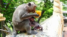小猴不敢抢猴妈的芒果，只敢捡猴妈丢弃的，真是可怜！