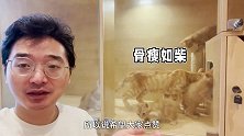 国家都允许三孩了，我生5个不过分吧？  猫萌宠集中营橘猫