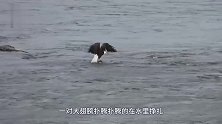 老鹰在河面扑腾，这是在游泳还是在抓鱼下一秒画面意想不到！