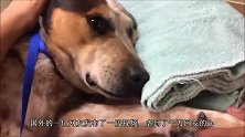 一段主人和狗狗临终告别的视频，感人泪下