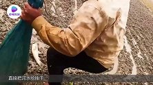 村民把河水抽干后，一条条鱼冒了出来，真的是太刺激了！