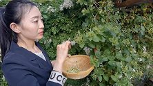 夏天金银花别泡水喝了，加1个鸡蛋，学会如此做，上桌全家抢着吃
