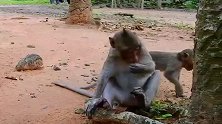 两猴仔摸着石头发誓，要团结，活出个样子