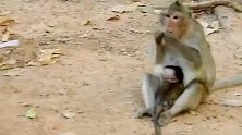猴妈下手很重，把小猴子打哭了，是该打吗？