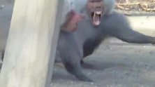 母狒狒和幼崽被严格保卫，公猴试图接近，公狒狒就会群起而攻之