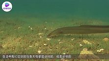 鳗鱼也会休克？游着游着就“抽筋”了，看着好想笑！
