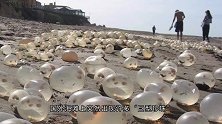 沙滩“巨型珍珠”遭疯抢，渔民急忙阻止：赶紧放下，这不是珍珠