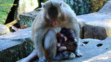 猴儿刚出生，年轻的猴妈拽着脐带啃