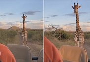 南非一头小长颈鹿因好奇在游客车辆后面狂奔追逐
