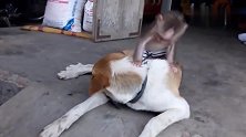小猴子给大狗抓虱子，连狗尾巴都不放过，真是只认真的小家伙