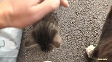 一群流浪猫，被好心人喂熟了，可以让摸摸了！