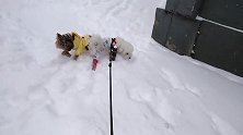 雪地撒欢儿，狗狗们高兴坏了，见到熟人又抱大腿又搂腰