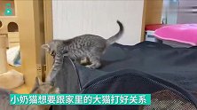 大猫单手收服调皮小弟，简直霸气