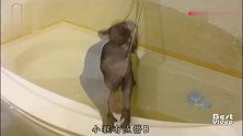 “难道这就是花果山水帘洞？”猴子进浴室洗澡，彻底懵了
