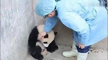 熊猫宝宝闹小脾气，被奶爸摸头杀收拾得服服帖帖，真可爱