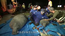 下水道发出奇怪的叫声，将下水道挖开后，令人惊喜