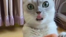 猫咪：铲屎的别唱了，太难听了，可要了我的猫命了